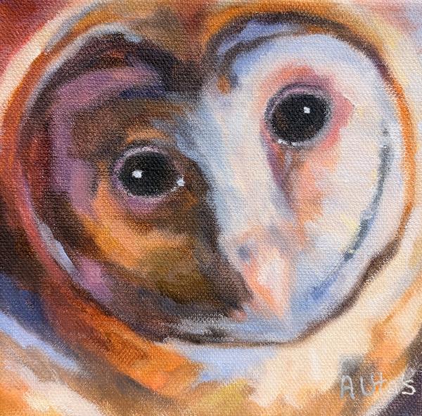 Barn Owl